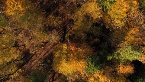 Aerial view of sunny fall forest landscape Vidéo 120040192