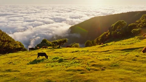 Aerial view of sunrise above clouds on Madeira island, Portugal Video stock 344308738