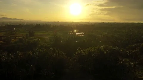 Aerial view at sunrise, rice fields and nature. Ubud, Bali, Indonesia Stock Footage 135825152