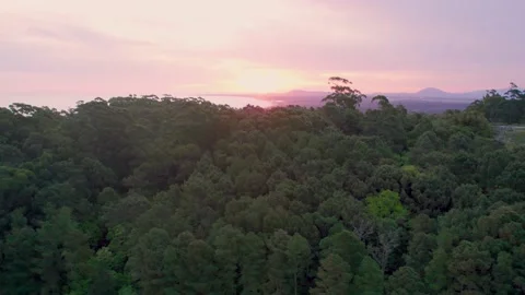 Aerial view on sunset behind forest on.the ocean Stock Footage 219292672