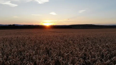 Aerial View Of Sunset on Corn Field Stock Footage