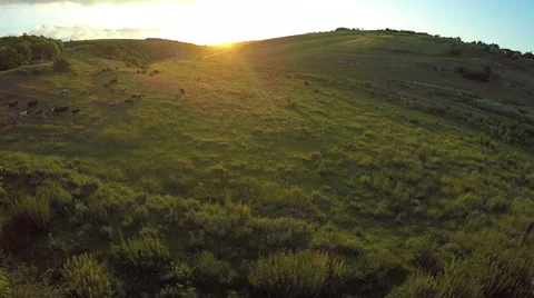 Aerial View, Sunset Flight over a green grassy hills. Stock Footage 65036240