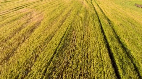 Aerial View. Sunset. Flight over a green grassy rocky hills. Russia. Summer Stock Footage 83846411