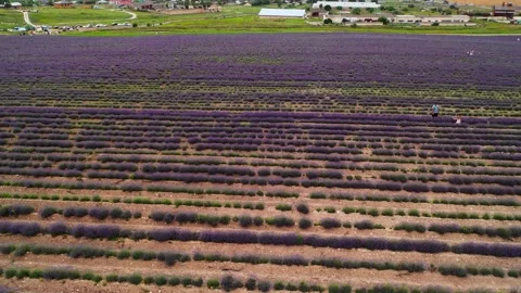 Aerial view of the sunset over the lavender field. Video stock 164634744