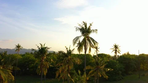Aerial view at sunset over palms, sea and mountains on a tropical island. Gili Stock Footage 126801635