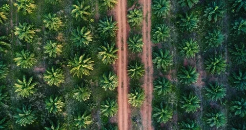 Aerial view sunset palm trees Stock Footage 87495657