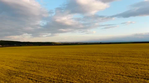 Aerial view sunset rapeseed field Stock Footage 140548643