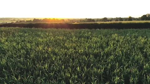 Aerial view on sunset, static hover above fresh leaves of green corn field Video stock 92710324