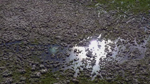 Aerial view swamp Stock Footage 51315791