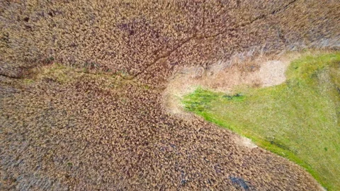 Aerial view of the swamp Stock Footage 221399689