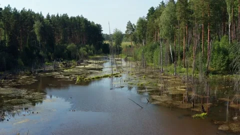 Aerial view of the swamp in the forest Stock Footage 214294884