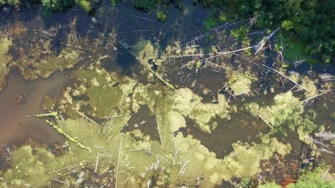 Aerial view of the swamp in the forest Stock Footage 214296418
