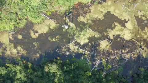 Aerial view of the swamp in the forest Stock Footage 214364407