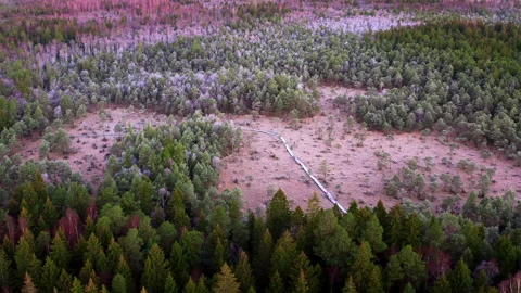Aerial view of a swamp surrounded by forest. Tourist Wooden trail in the swamp. Stock Footage 218256982