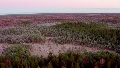 Aerial view of a swamp surrounded by forest. Tourist Wooden trail in the swamp. Stock Footage 225861042