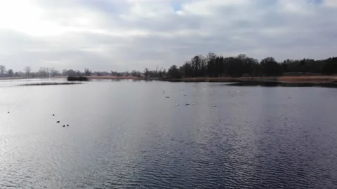 Aerial view of swans on the Odra River in Poland Stock Footage 218433971