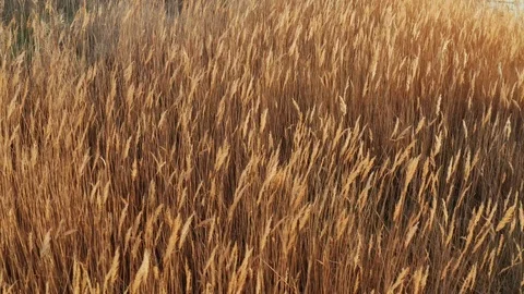 Aerial view of swaying dry inflorescences of reeds in the form waves at sunset Stock Footage 106375853