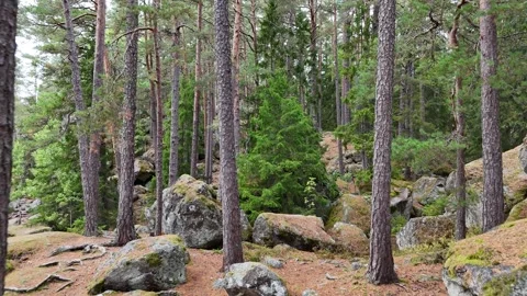 Aerial View of Swedish Pine Forest and Mossy Granite Ground Video stock 347676802