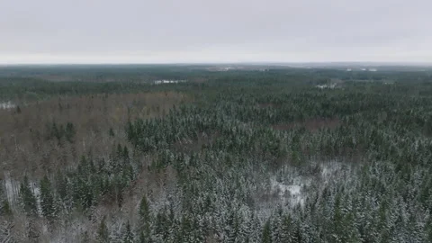 Aerial view of Swedish spruce forest in winter Stock Footage 293728544