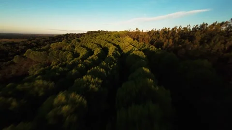 Aerial view sweeps over dense green forest canopy at Alcacer do Sal Video stock 342179182