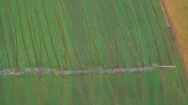Aerial View. System Splice Watering Of Fields Wheat Field, The View From The Top Stock Footage