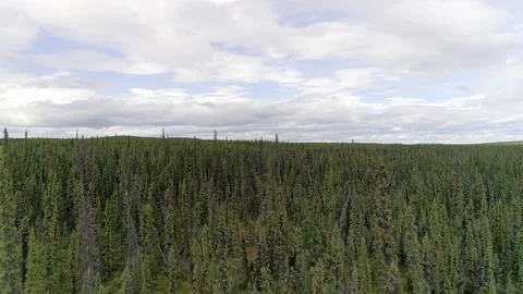 Aerial view of the taiga forest along the Alaska Highway in the Yukon. Stock Footage 153282912