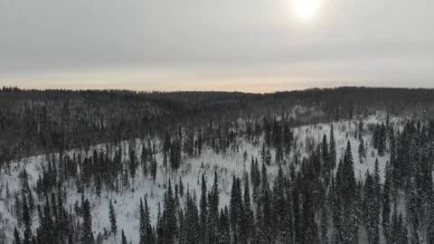 Aerial view of the taiga forests of pine trees.Siberian taiga.Winter forest with Vídeos de archivo 103240693
