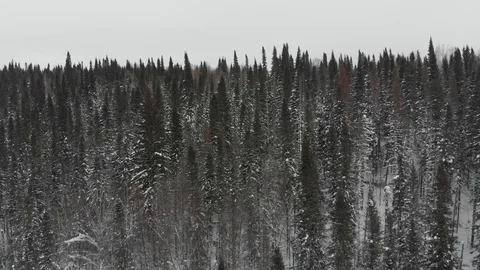 Aerial view of the taiga forests of pine trees.Siberian taiga.Winter forest with Vídeos de archivo 103240823