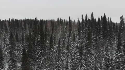 Aerial view of the taiga forests of pine trees.Siberian taiga.Winter forest with Vídeos de archivo 103240887