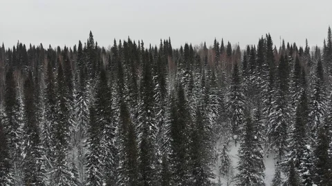 Aerial view of the taiga forests of pine trees.Siberian taiga.Winter forest with Stock Footage 103240960