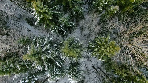 Aerial view take-off from bottom up over beautiful trees in snowy forest Stock Footage 123578107