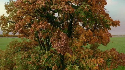 An aerial view of tall deciduous tree with yellowed leaves Video stock 137898095