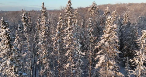 Aerial view of a tall evergreen forest in winter Stock Footage 321950401