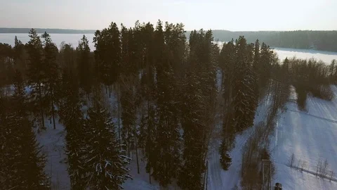 The aerial view of the tall pine trees in the forest in Finland Stock Footage 117591290