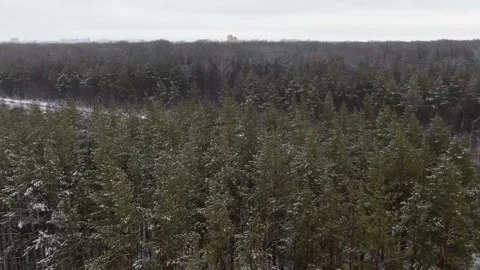 Aerial view of tall pine trees covered by snow Stock Footage 240835221