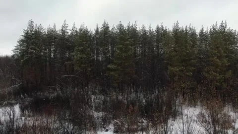 Aerial view of tall pine trees covered by snow 動画素材 241435756