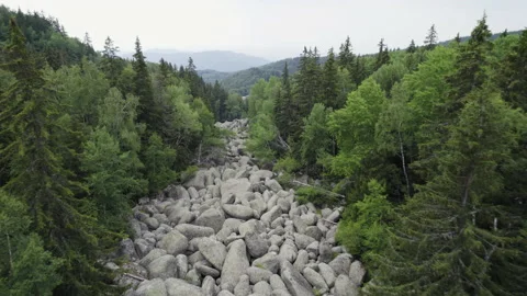Aerial view of tall pine treess and vitosha mountain stone river near Sofia Stock-Footage 202206958