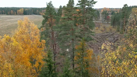 The aerial view of the tall trees and the field in Estonia Stock Footage 255161888