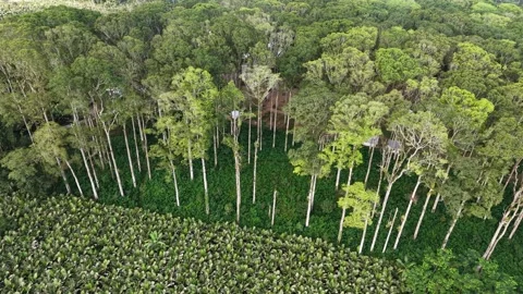 Aerial view of tall trees bordering dense green fields 스톡 동영상 345501066