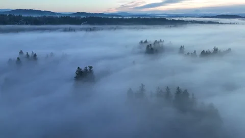 Aerial View of Tall Trees Emerging from Fog in Oregon Video stock 301475531