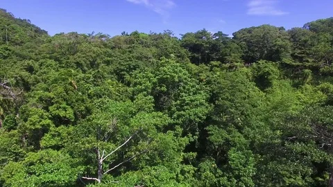 Aerial view of tall trees Stock Footage 80165538