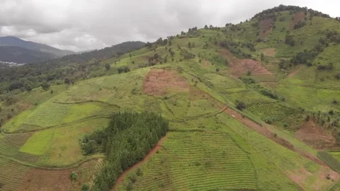 Aerial view of tea and coffee plantations in Xishuangbanna, Yunnan, China Stock Footage 148978352