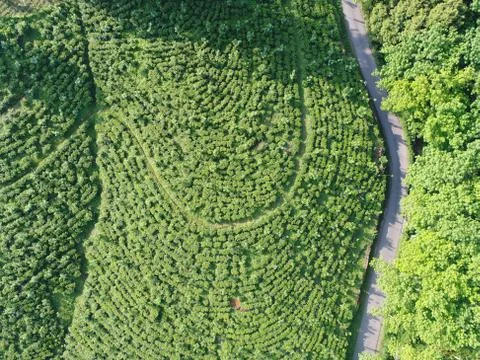 Aerial View of a Tea Estate in Sri Lanka Asia, Drone Photo Stock Photos