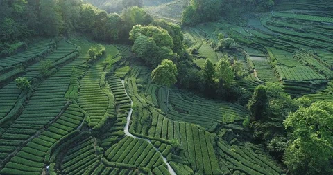 Aerial view of Tea farm in Sichuan China Stock Footage