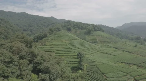 Aerial view tea fields Hangzhou Vidéo 67521700