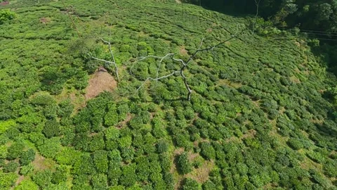 Aerial view of tea garden of tea estates in darjeeling, india.drone video of Stock Footage 168373884