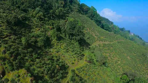 Aerial view of tea garden of tea estates in darjeeling, india.drone video of Video stock 168434717
