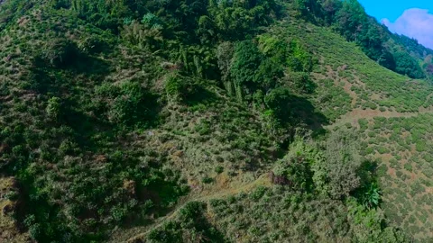 Aerial view of tea garden of tea estates in darjeeling, india.drone video of Video stock 168434808