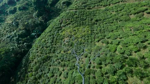 Aerial view of tea garden of tea estates in darjeeling, india.drone video of Stock-Footage 168434815