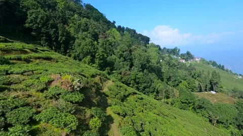Aerial view of tea garden of tea estates in darjeeling, india.drone video of Stock Footage 168596027